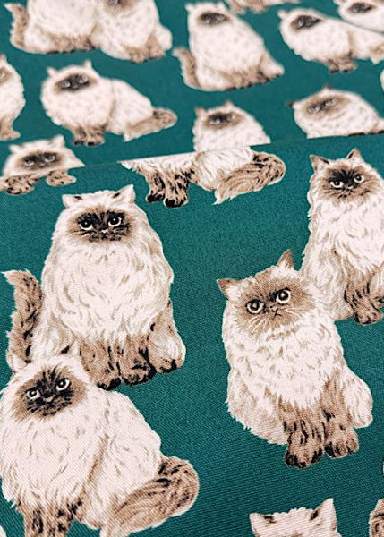Pattern of fluffy cats on a teal background